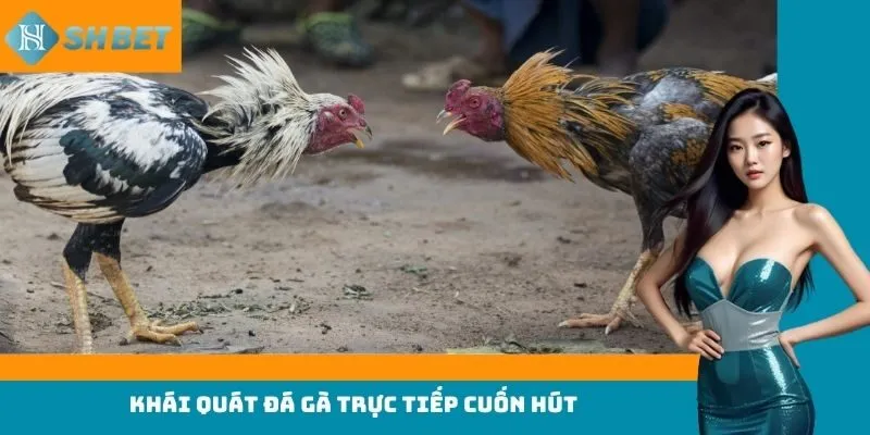 Khái quát đá gà trực tiếp cuốn hút